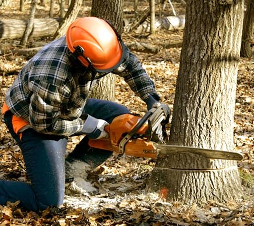 Tree Removal in Red Lion, PA